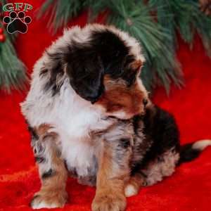 Walter, Mini Bernedoodle Puppy